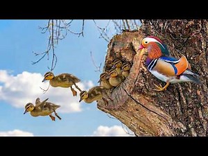 Mandarin Duck: 100 Days From Egg To Survivor | Life in the Wild