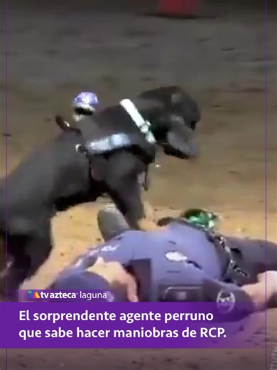 ¿Un perro haciendo RCP? 🐕 Paco, el agente de la Policía Municipal de Madrid, sorprende a todos con su increíble entrenamiento para salvar vidas. Quédate a ver la precisión de sus movimientos durante la maniobra. #Viral #Noticias #PerroPolicia #RCP #Tendencias #PoliciaMadrid
