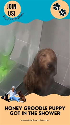 Honey the Groodle has officially claimed the shower as her happy place 🐶🚿💛 Some pups avoid water… and then there’s Honey—jumping right in like it’s the best part of her day. If you’ve ever wondered why your puppy loves (or fears) water, moments like this say it all. Early experiences matter, and when they’re positive, confidence grows. Dog parents—does your pup love water or run the other way? 💦🐾 | Robin Oliver Pet Dog Training