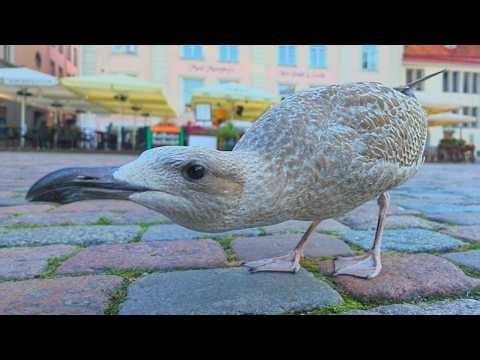 Second Day of Hand-Feeding the Juvenile European Herring Gull [4K]