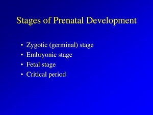 Stages of Prenatal Development - SlideServe