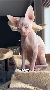 Sphynx Cat🐈🐱 Adorable, Wrinkly and Full of Personality #sphynxcat #sphynx #cat #pets #catlover #petcare #animals | All About Animals