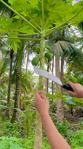 457K views · 1.2K reactions | Native papaya tree marcotting procedure #papayatree #papayafruit #marcotting #gardeninspiration #PlantBased | Jayson Gaylan | Facebook