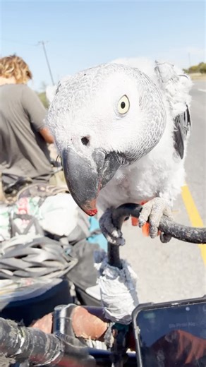 Miloud Zombo on Instagram‎: "#zombo #algerienne🇩🇿 #african #reels #velo #ببغاء"‎