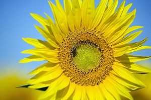 Male & Female Parts of the Sunflower Plant
