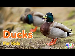 Ducks for Kids | Facts About Ducks | Learn About Ducks | Animals For Kids