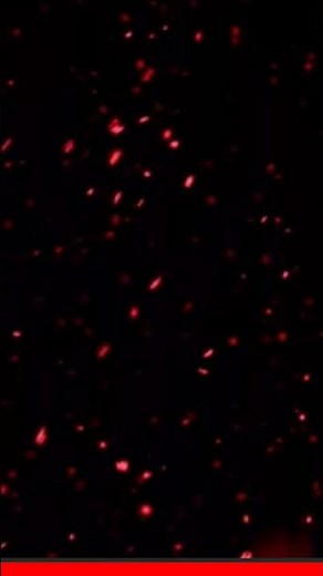 red snow fall (read description to learn)