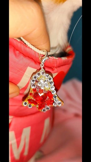 ❤️‍🔥 Cuore Pulsante #pets #doglover #dog #jackrussell #jackrussellterrier