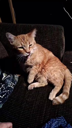 British Cats: The Ultimate Guide to Their Unique Traits