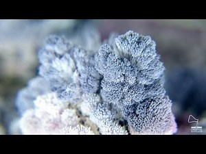 Time Lapse crystal growing - Crystalised coral world I EXPERIMENT (Micro Macro)