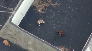 La Palma volcano: Drones searching for missing dogs find mystery banner and human footprints