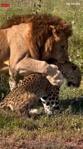PART 8 The Ultimate Predator Family: Unmasking the Felidae👁️#wildlife #animals#viral#part8#shorts#p8