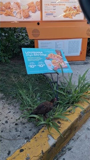 Puerto Rico Scenes 21: A future fried chicken at Popeye? #rawandunedited #chicken #cock