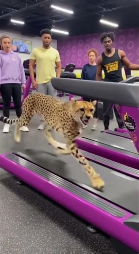 Cheetah Does Cardio at Gym!