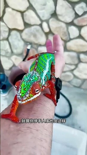 有人問，為什麼變色龍可以隨意改變顏色呢？#動物解說#動物科普#變色龍