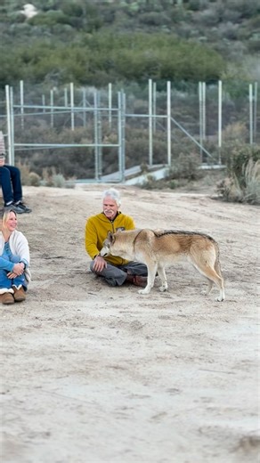 𝗪𝗼𝗹𝗳 𝗖𝗼𝗻𝗻𝗲𝗰𝘁𝗶𝗼𝗻 | That’s a wrap on an extraordinary evening with Doug Smith. 🐺 He brought us into the world of wild wolves, sharing his firsthand experience... | Instagram