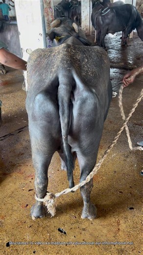 Andar Ka Munazzam Nizaam 😮 | Slaughterhouse Mein Step by Step Process