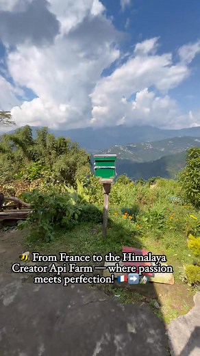 🐝 From France to the Himalaya Creator Api Farm — where passion meets perfection! 🇫🇷➡️🏔️ Watching experts check our hives and observe the pure Apis Cerana magic 🐝✨ Quality speaks louder than words — only at Himalaya Creator Api Farm, Sikkim 🍯💪 📍Assam Lingzey, East Sikkim 📞 8918646685 | ✉️ kamalsnt317@gmail.com #BeekeepingIndia #HimalayaCreator #ApisCerana #BeeFarmSikkim #HoneyBeeLove #ViralReel #FranceToSikkim #BeeMagic #NaturalHoney #SikkimGovernment #SikkimAgriculture #SustainableSikki