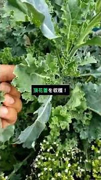 🥦 3 Broccoli Growing Tips! Enjoy Long-Lasting Harvests from Main and Side Florets