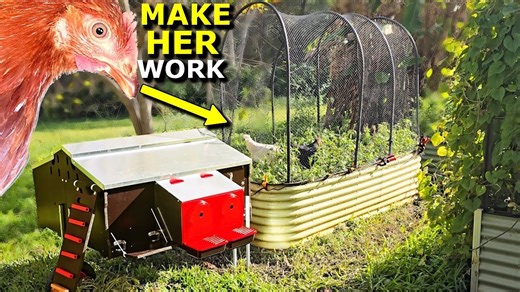 This chicken tractor hack saves me hours in the garden