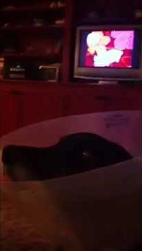 Dog singing to the Spongebob Squarepants theme song