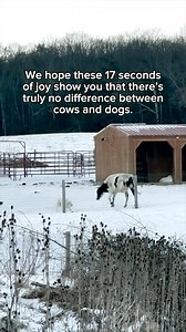 Same joy, different species 💙 Cows & dogs are alike in all the ways that count, & are both deserving of compassion & protection. 🎥 Happy Compromise Farm Sanctuary | Animal Justice