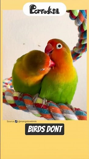 Birb PREENING Means More Than Clean 🐦 #facts #shorts #pets