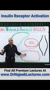29K views · 781 reactions | Insulin Receptor Activation. Insulin binds to IR in peripheral tissues, initiating receptor activation followed by intracellular signaling cascades. The first step in IR activation is the autophosphorylation of intracellular tyrosine residues in the JM domain, kinase activation loop, and CT domain. | Dr. Najeeb | Facebook