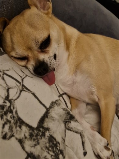 Snoring Chihuahua Pongo's Adorable Nap Time