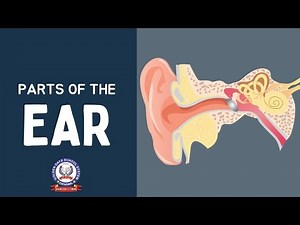 Parts of the Ear | Functions and Importance Explained