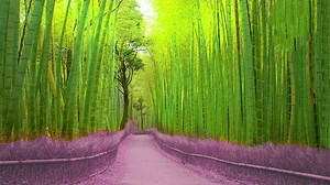 15 MOST Spectacular Forests | BEAUTIFUL Forests and Trees | T1 Mysterious & Discovery