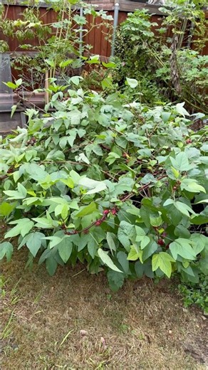 Jamaican Sorrel Hibiscus is Unstoppable!🌸 #octoberinthegarden