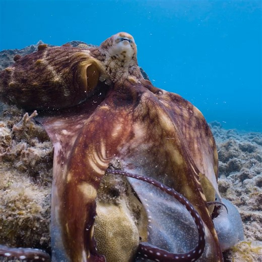 196K views · 5.8K reactions | Never underestimate the power of the octopus  Find out why in #SecretsOfTheOctopus, narrated by Paul Rudd, now streaming on Disney+ and Hulu. | National Geographic TV | Facebook