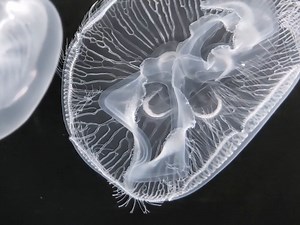 【助眠】丨Moon Jellies 海月水母- 解压_哔哩哔哩_bilibili