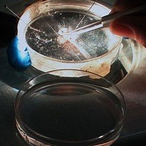 Video: Recording Electrical Activity from Identified Neurons in the Intact Brain of Transgenic Fish