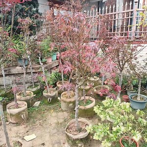 [Hot Item] Hot Sale Real Nature Plants Chinese Red Maple 150-200cm Acer Rubrum
