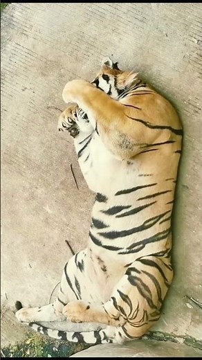 Tiger Sleeping Peacefully 🎉 #Tiger #Sleeping tiger #Wildlife #Nature video