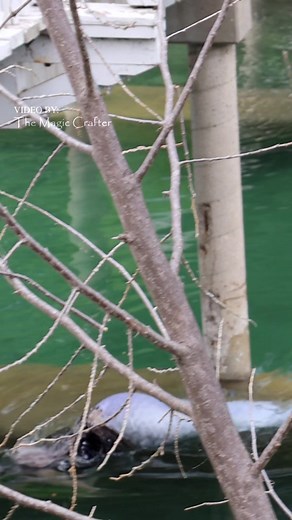 Mermaid dives into the water to swim away - This was filmed under a bridge in Michigan. The bridge has these big ledge things I can rest on. I feel like a seal when I'm able to slide off of them and back into the water 🤭🖤 Being a professional mermaid can be so fun sometimes! #themagiccrafter #mermaidphantom #rivermermaid #wildmermaid #mermaid