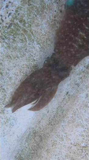 Kalmar auf Köderfisch als Beifang #kalmar #calamari #cephalopod #squid #squidgame