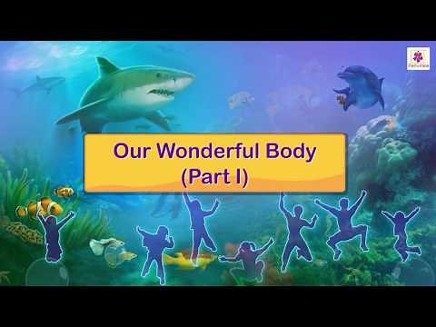 Our Wonderful Body | Science For Kids | Periwinkle
