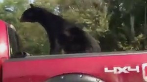 Highway traffic? Just grin and BEAR it