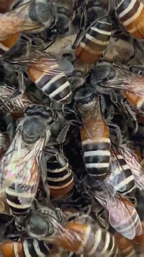 Swarm of Dwarf Honey Bees 🐝 #insect #shorts
