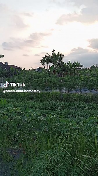 Omah Oma Homestay Lingkungan nyaman, tenang, asri, aman, bersih, dan rapi. 🕌jalan kaki dekat Masjid 🏧3 menit ke ATM (BRI, BCA, BNI, Mandiri) 🛒3 menit ke Swalayan Mirota, Indomaret, Pamela ⛽7 menit SPBU 🗼20 menit Tugu Jogja 🏰 25 menit Malioboro & Kraton 🏊‍♀️ 5 menit Jogja Bay & Stadion Maguwoharjo 🍽 15 menit Kopi Klothok Pakem 🏨 8 menit Pakuwon Mall 🎓7 menit Universitas Sanata Dharma Paingan, Universitas AMIKOM, UII Condong Catur & Universitas Pembangunan Nasional 🚑 8 Menit RS Jogja Int