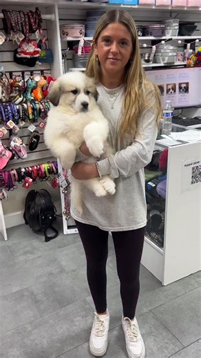 The Pet Shoppe on Instagram: "Great Pyrenees ready for his forever home! ❤️🐾"
