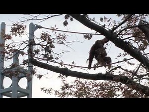 Gymnastics at the National Zoo Games