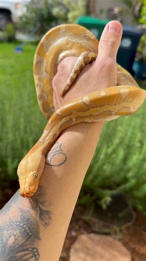 Borneo Python. #snake #reptiles #animals #sunset #305 #wildlife #zoo #snakekeeper #serpientes