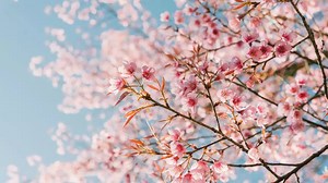 ​When is the first day of spring 2025? Know more about the vernal equinox