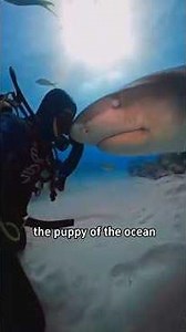10 Amazing Sea Creatures You Won’t Believe Are Harmless! 🌊😱