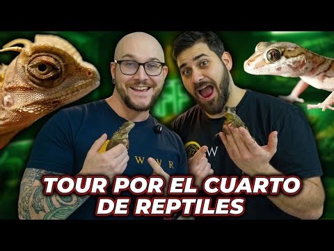 ¡Recorre mi increíble cuarto de reptiles! Geckos naciendo, pitones raras y mucho más