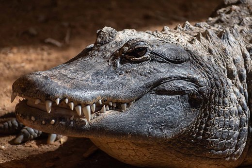 Texas Alligators: Distribution, Behavior, and Population Explained